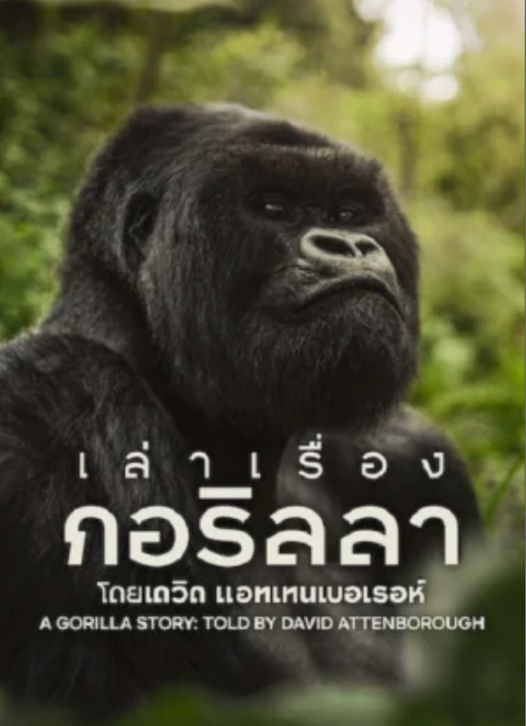 A Gorilla Story เล่าเรื่องกอริลลา